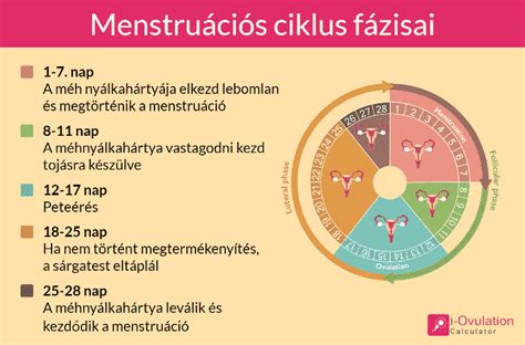 ovuláció kalkulátor|Ovulációs Kalkulátor A Legtermékenyebb Napok Kiszámításához